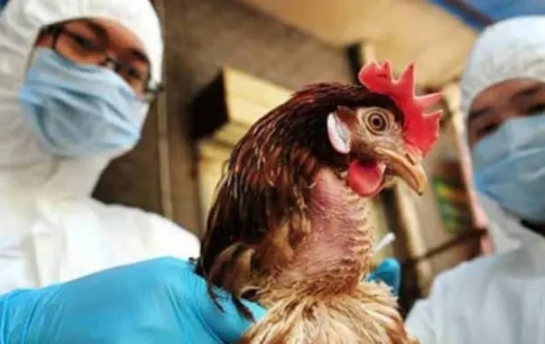 La OMS confirma primera muerte humana mundial por gripe aviar H5N2 en México