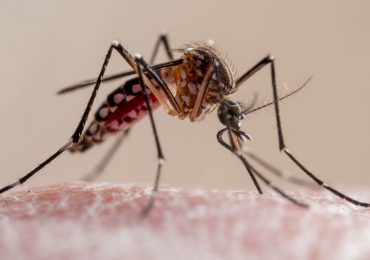 Los casos de dengue y enfermedades transmitidas por mosquitos en aumento en Europa