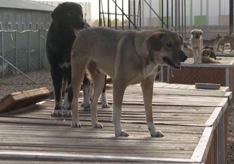 La adopción, la solución de Kosovo para acabar con los perros callejeros