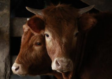 Ganaderos de Dinamarca deberán pagar 100 euros por cada una de sus vacas