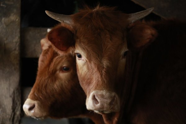 Ganaderos de Dinamarca deberán pagar 100 euros por cada una de sus vacas