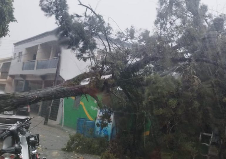 Ventarrón derriba árboles en Jarabacoa; todos los circuitos están fuera de servicio