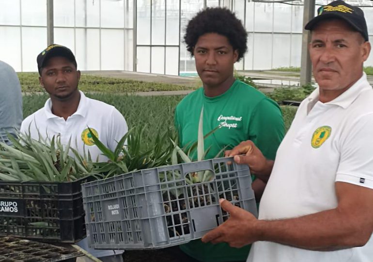 República Dominicana impulsa innovación en la producción de piña con tecnología agropecuaria
