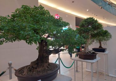 Inauguran exhibición de bonsái de diferentes especies en Ágora Mall