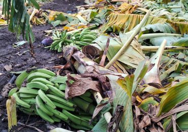 Agricultura auxilia productores de plátanos afectados por lluvias de los últimos días