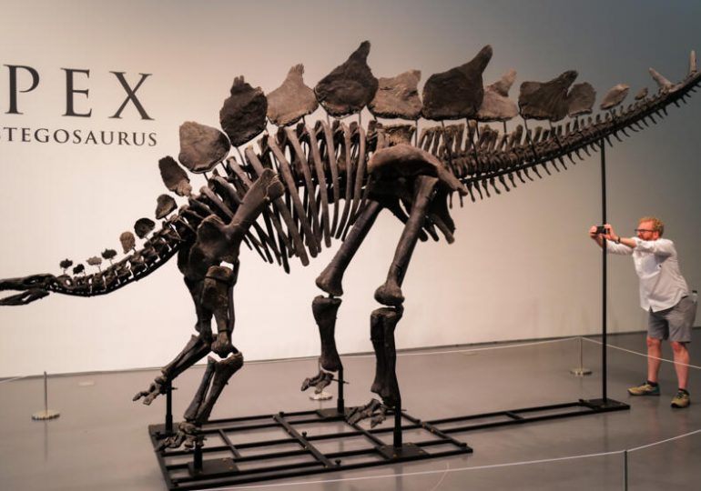 Vendido por USD 44,6 millones en Nueva York, fósil de estegosaurio marca nuevo récord