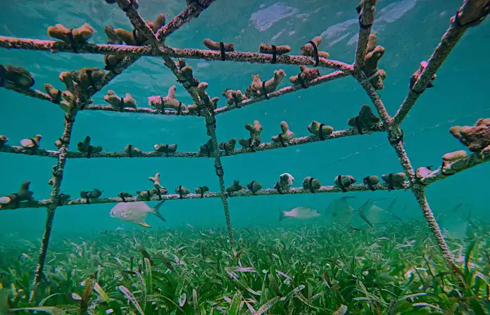 Viveros de coral para recuperar los arrecifes en un área turística de República Dominicana
