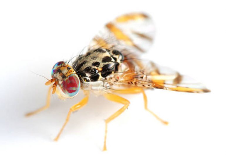 República Dominicana busca erradicar mosca del mediterráneo