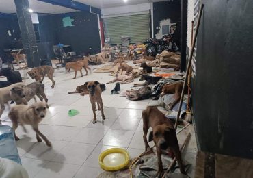 Salvan a 200 perritos callejeros del huracán Beryl