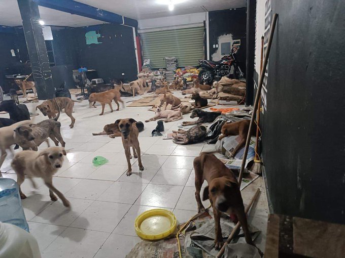 Salvan a 200 perritos callejeros del huracán Beryl