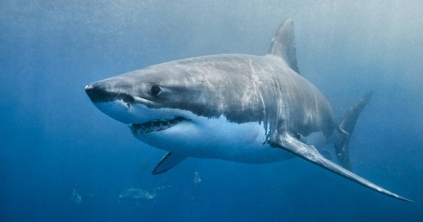 Tiburones de la costa de Brasil: ¿Adictos a la cocaína?