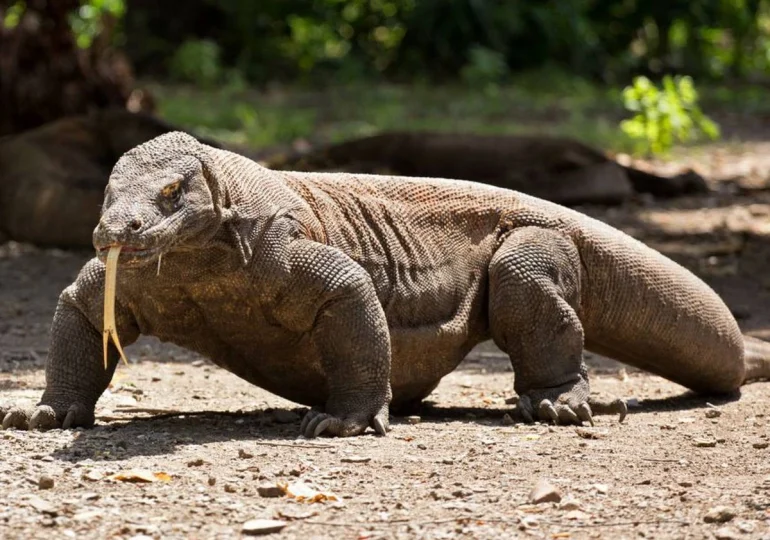 Dragones de Komodo tienen dientes recubiertos de hierro para matar a sus presas, según estudio