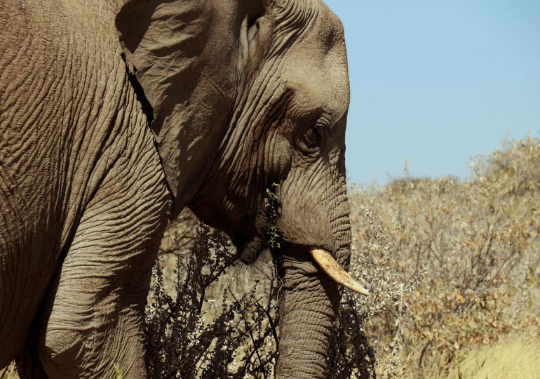 Un turista español muere en Sudáfrica tras ser atacado por un elefante