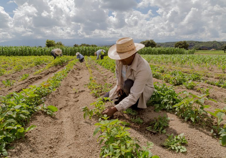 El 98 % de los inmigrantes en el sector agrícola dominicano son hombres