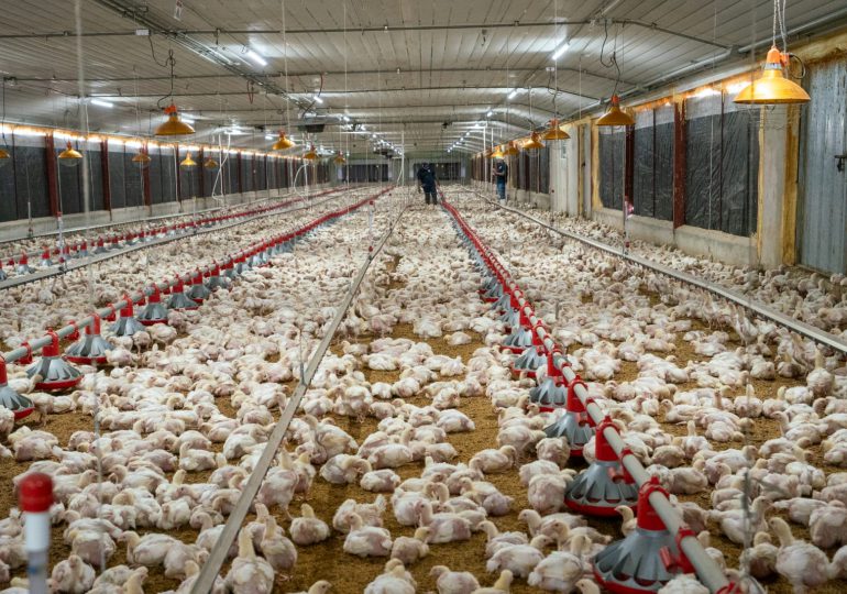 Asociación de Avicultura asegura libra del pollo se mantiene a 42 pesos por libra en granja