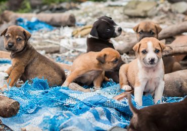 "Ley masacre": Turquía sacrificará millones de perros callejeros