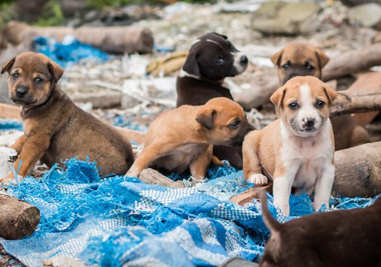 "Ley masacre": Turquía sacrificará millones de perros callejeros
