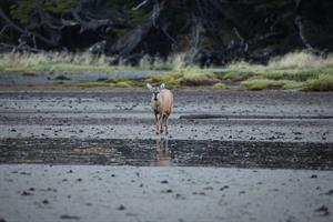 Detectan a un huemul, ciervo en peligro de extinción, en la zona más austral de Chile