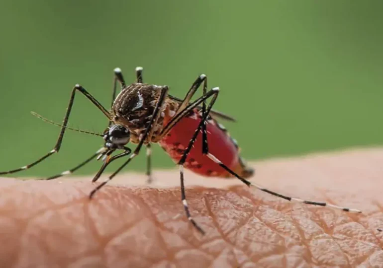 Puerto Rico emite un aviso a profesionales sanitarios ante el contagio del virus oropouche