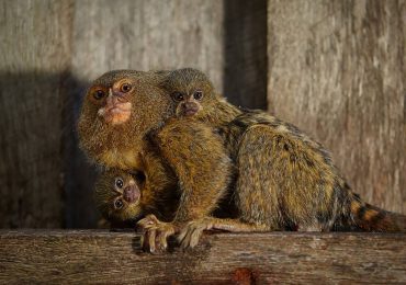 Los monos tití se llaman por su nombre, igual que los humanos