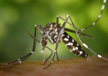 Realizan un estudio pionero de inmunología de dengue en Puerto Rico ante aumento de casos