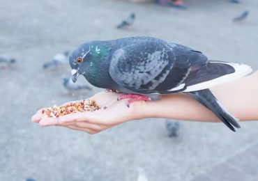 Multa de US$12 mil y un año de cárcel para personas que alimenten palomas en   Hong Kong