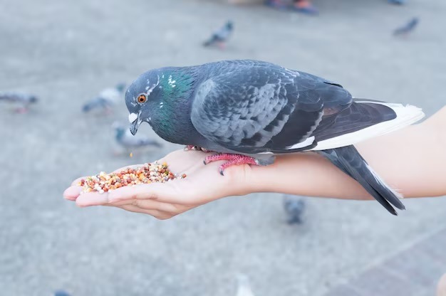 Multa de US$12 mil y un año de cárcel para personas que alimenten palomas en   Hong Kong