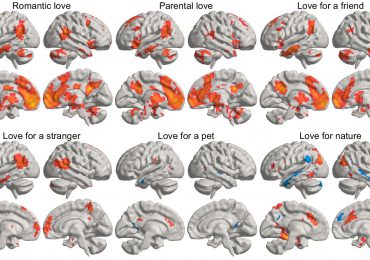 Un estudio desvela dónde reside el amor en el cerebro y cómo se activa