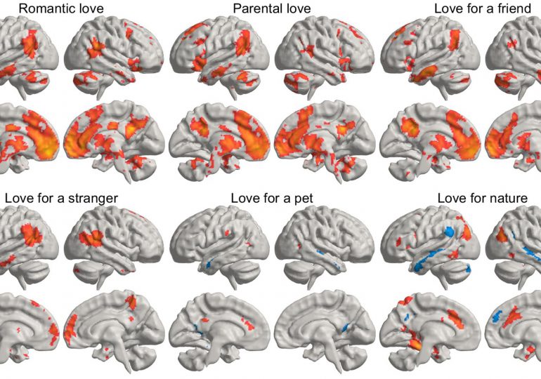 Un estudio desvela dónde reside el amor en el cerebro y cómo se activa