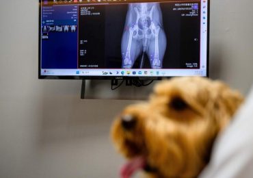 Veterinarios en Corea del Sur recurren a la Inteligencia Artificial para atender mascotas