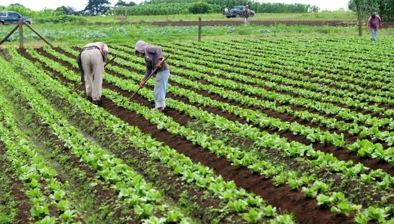 Hoy celebramos el día mundial de la agricultura: un homenaje a los héroes del campo