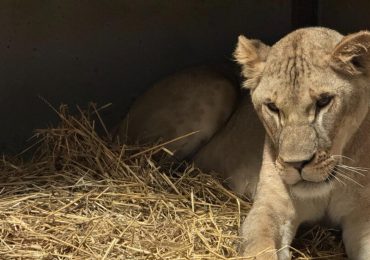 Un zoológico belga acoge a dos leonas rescatadas de la guerra de Ucrania