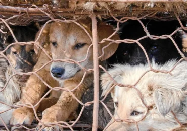 Corea del Sur invertirá 82 millones de dólares para cerrar industria de carne de perro