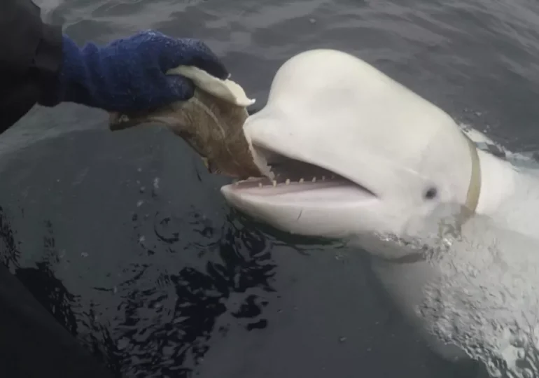 Hallan el cuerpo de la presunta beluga rusa espía en la costa noruega