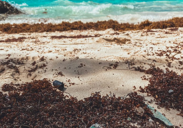 La búsqueda de soluciones al sargazo une a las islas de las Antillas