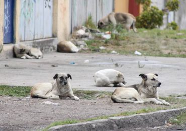 Indignación en el sector Herrera: Miembro del Ejército Nacional de la República dispara a un perro en plena calle