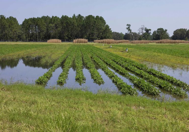 Las pérdidas agrícolas en Florida por el huracán Debby no bajan de los 93 millones dólares