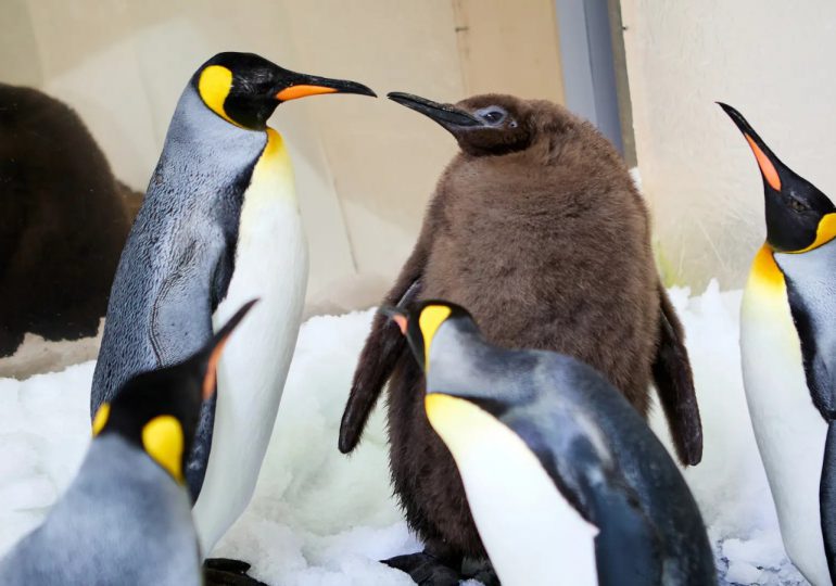 Pesto, el glotón polluelo de pingüino rey que conquista el mundo desde un acuario en Melbourne