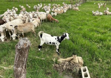 Celebrarán décima edición de la Feria del Chivo Liniero en Hato del Medio, Montecristi 