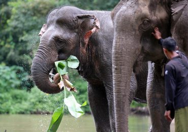 Elefantes en libertad, un proyecto para acabar con el abuso animal del turismo en Vietnam