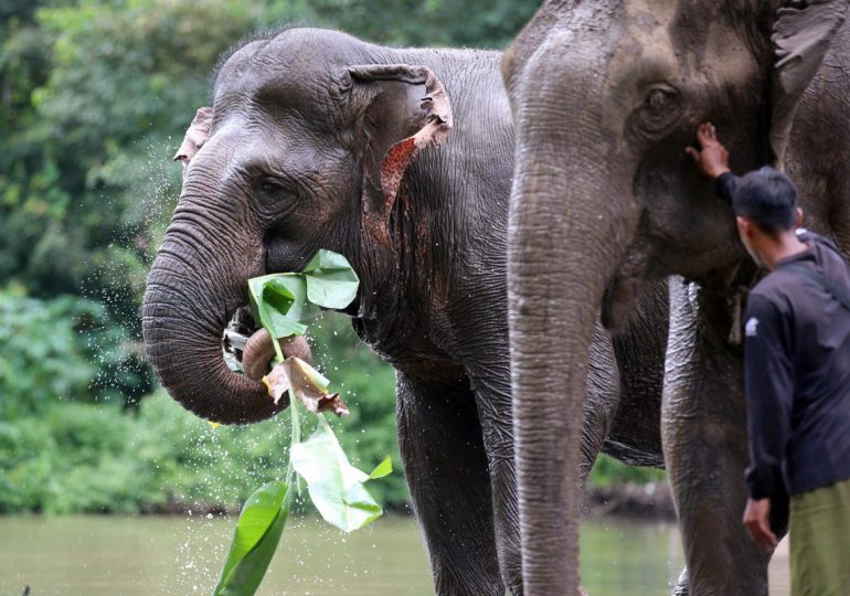 Elefantes en libertad, un proyecto para acabar con el abuso animal del turismo en Vietnam