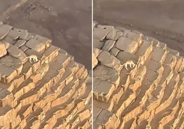 VIDEO| Descubren a un perro en la cúspide de la pirámide de Giza