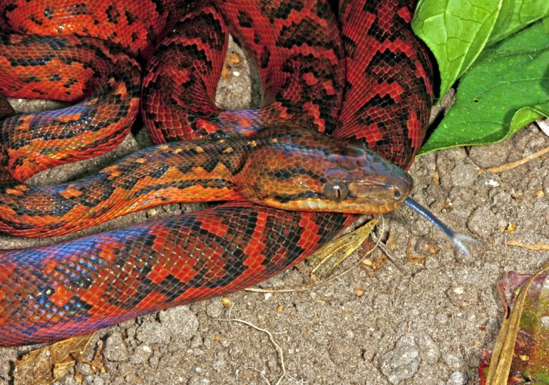 ¿Sabías que la Boa de la Hispaniola es inofensiva? clave para el equilibrio natural en República Dominicana