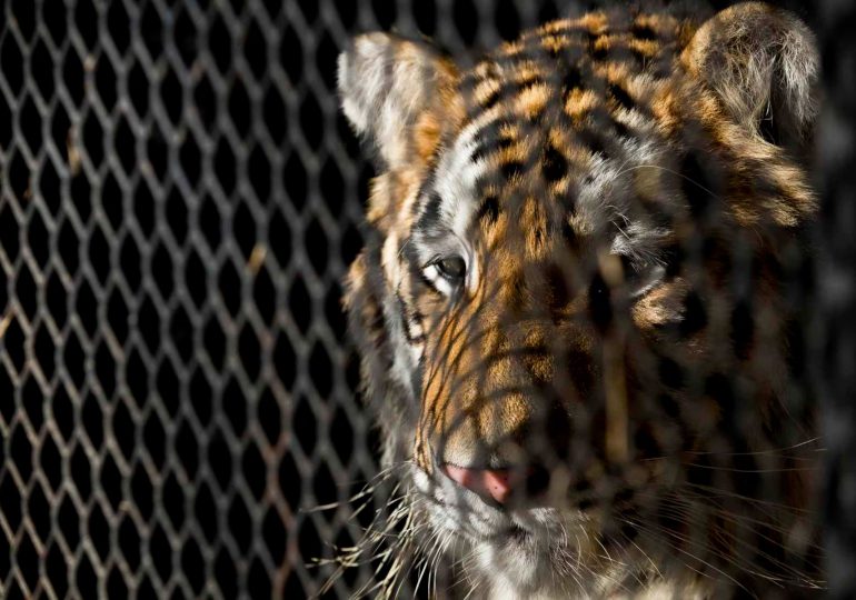 En Vietnam investigan la muerte de decenas de tigres y leones por gripe aviar