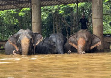 Más de 120 elefantes afectados por inundaciones en Tailandia