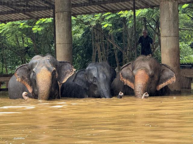 Más de 120 elefantes afectados por inundaciones en Tailandia