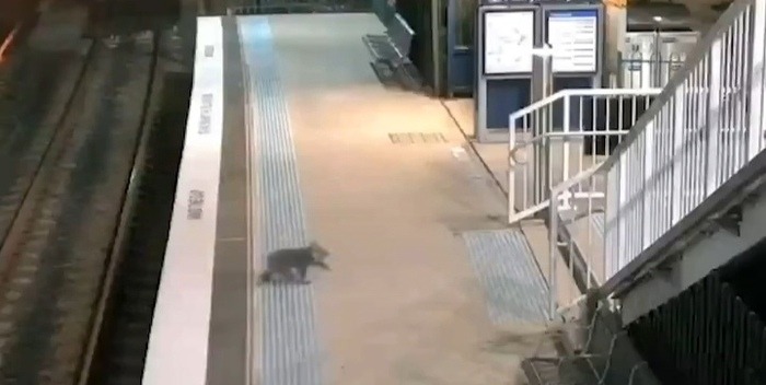 Un koala interrumpe el sistema ferroviario de Sídney tras colarse en una estación