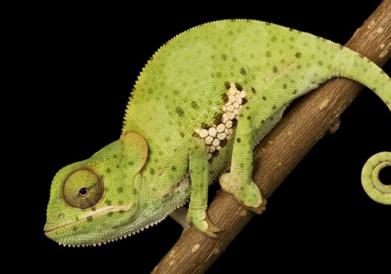 El fascinante mundo del camaleón: características únicas de un maestro del camuflaje