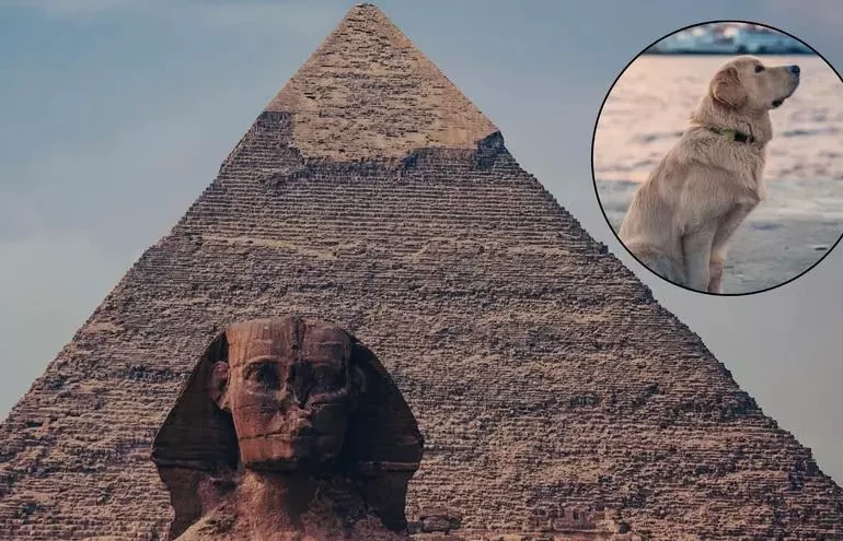 ¡Todo un experto! Desciende perro que conquistó la cima de la pirámide de Giza