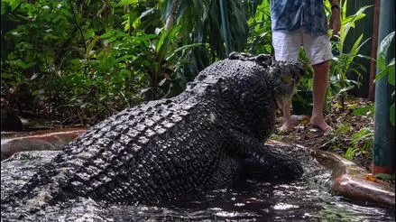 Muere Cassius, el cocodrilo en cautiverio más grande del mundo a los 110 años